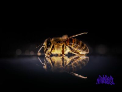 [Beat]Killer Bee Hard Bop BPM100 no.184