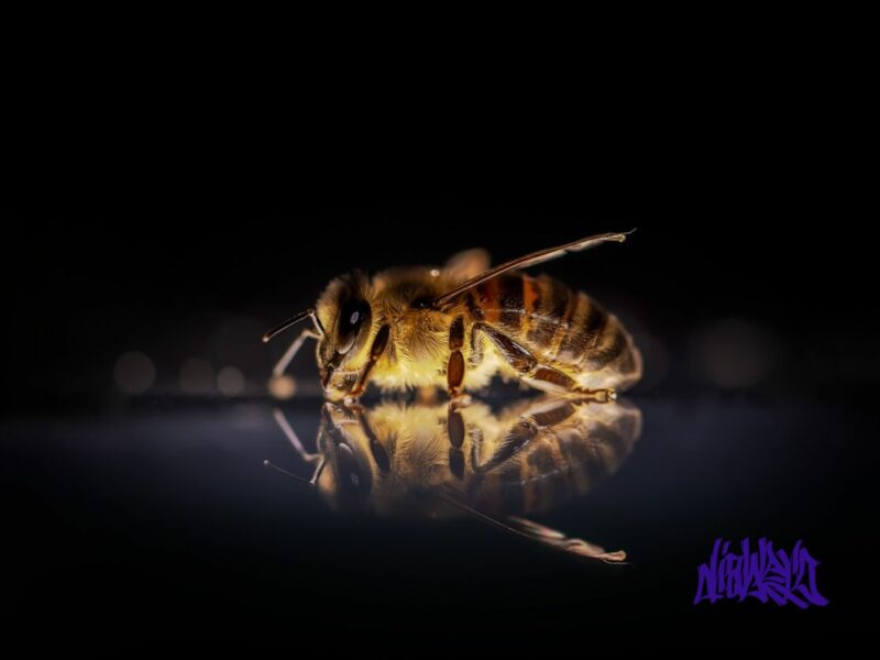 [Beat]Killer Bee Hard Bop BPM100 no.184