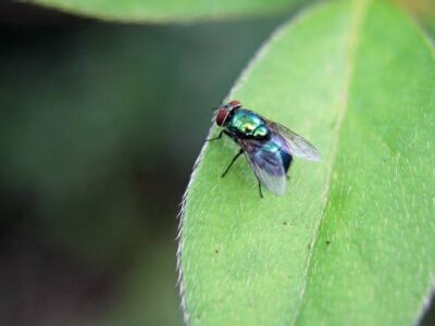 Bugs