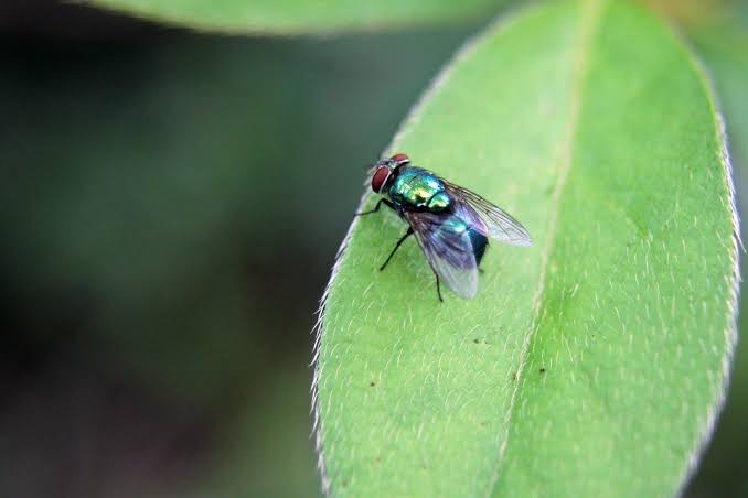 Bugs